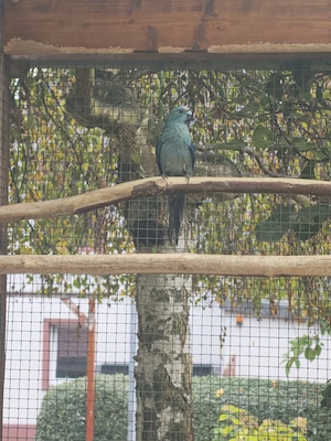 Ziegensittiche blau und Grün 