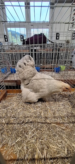 Brahma isabell stämme 