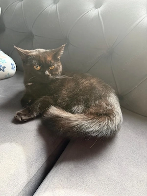 Simba sucht ein zuhause