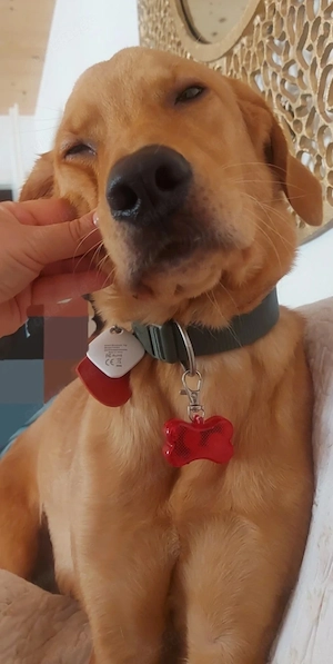 Junior 1 Jahr sucht Liebe Familie  