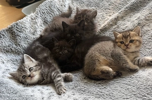 bkh kitten reinrassig auszug ca 1-2 wochen 