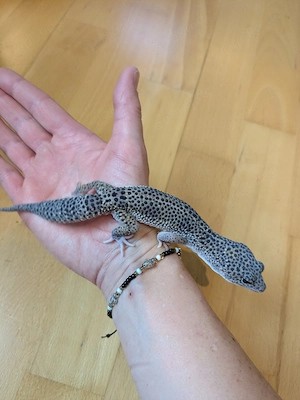 Leopardgecko Mack Snow Eclipse mit 2 snake eyes 