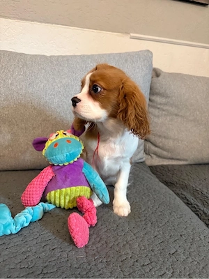 cavalier king cherles spaniel