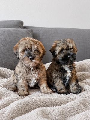 Shih Tzu Yorkshire Mischlings Welpen