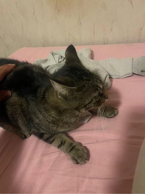 katze sucht ein liebecolles zuhause 