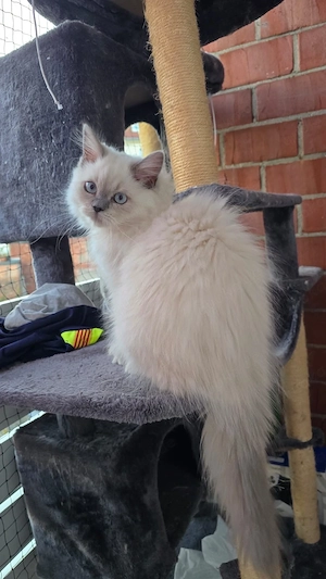    Liebevoller Ragdoll- Kater Murphy sucht sein Zuhause auf Lebenszeit  