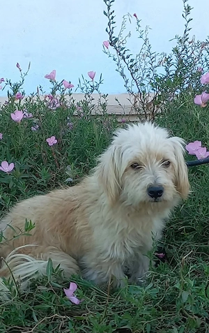 Rudi, 1 Jahr, 35 cm, lieb, sensibel 