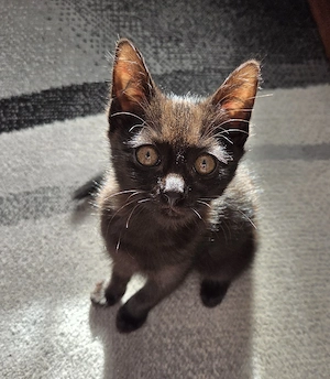 Babykater Katerchen 