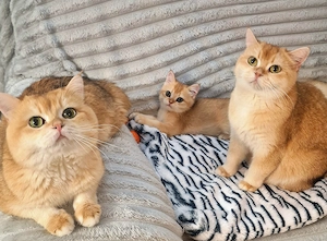 BKH  Goldene und Silbere Chinchillas  Kitten. 