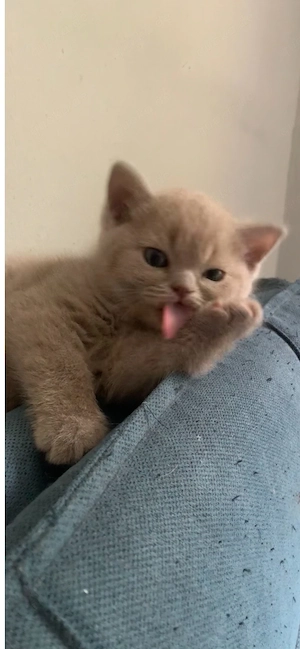 Beschreibung Eine Britisch Kurzhaar Kater 