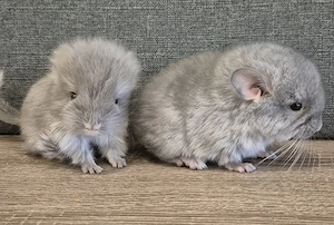 2 süße, kleine Brüder in den Farben Saphir Kurzhaar und Violett Langhaar Ende November zur Abgabe !!
