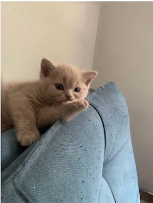  Britisch-Kurzhaar-Kater suchen ein neues Zuhause 