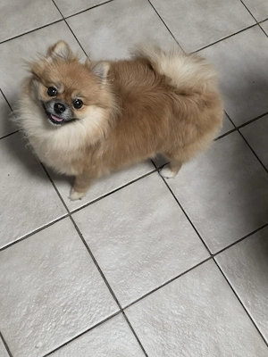 pomeranian hündin sucht schönes zuhause 