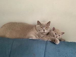  Britisch-Kurzhaar-Kater suchen ein neues Zuhause 