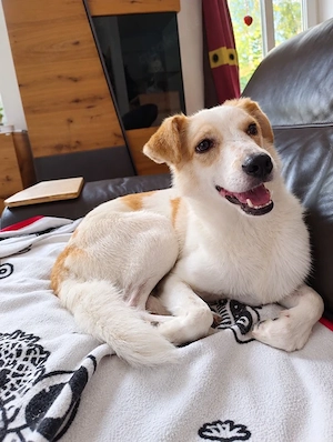 Fraser   4 Jahre Shelter und trotzdem ein Herz voller Vertrauen  