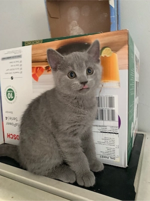 Britisch-Kurzhaar-Kater 