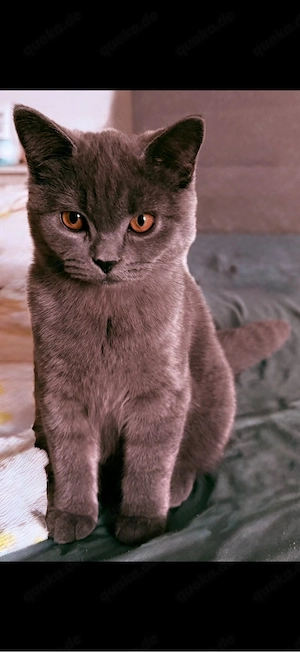 Ein Kater noch zu haben.  Kitten BkH Babykatzen Grau 