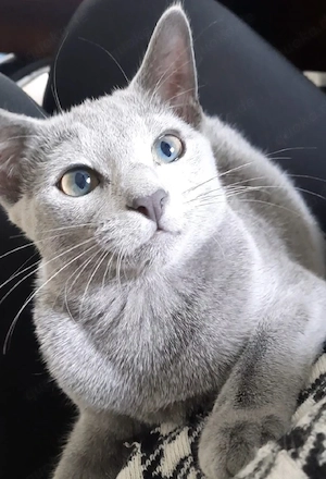 russisch blau kitten Mädchen Bild 8