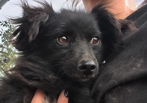 Nelly - ein kleines Herz sucht sein Zuhause