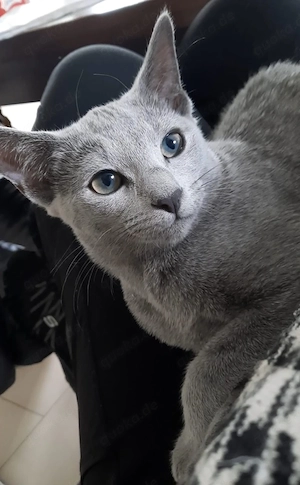 russisch blau kitten Mädchen Bild 2