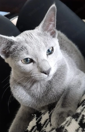 russisch blau kitten Mädchen Bild 7