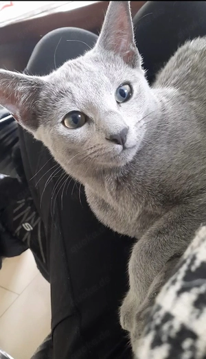 russisch blau kitten Mädchen Bild 5