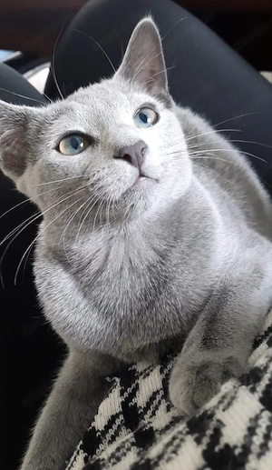 russisch blau kitten Mädchen Bild 6