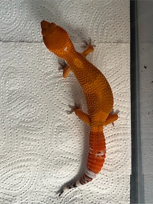 0.1 Inferno Blood x Red Diamond het. Eclipse NZ26 Leopardgecko - Eublepharis macularius Weibchen