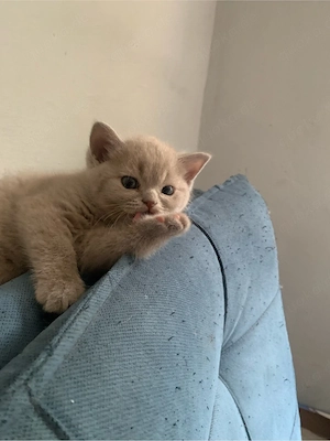  Britisch-Kurzhaar-Kater 