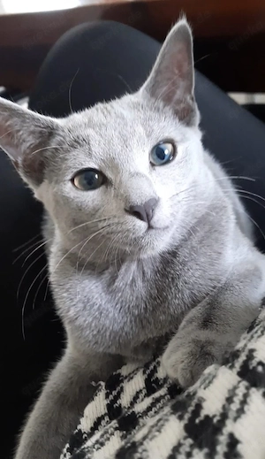 russisch blau kitten Mädchen