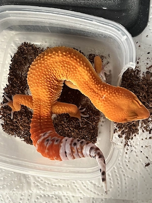 1.0 Inferno Blood x Red Diamond het. Eclipse NZ26 Leopardgecko - Eublepharis macularius Männchen