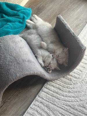 bkh kitten reinrassig 