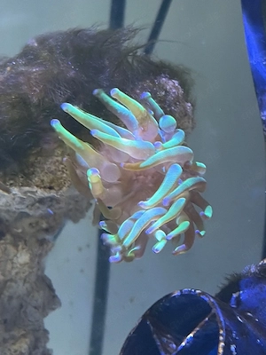 Blasenanemone (Entacmaea quadricolor)
