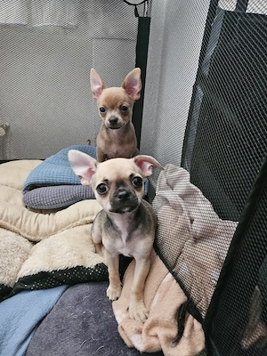 chihuahua welpen 