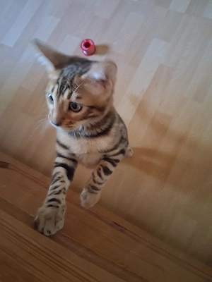 Bengal Mädchen 