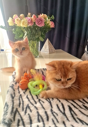 Kitten Goldene und Silber Chinchillas  BKH 