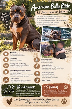 American Bully Rüde sucht