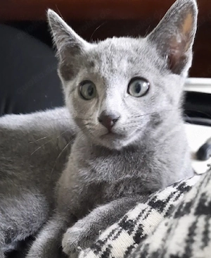 Russisch blau kitten kater