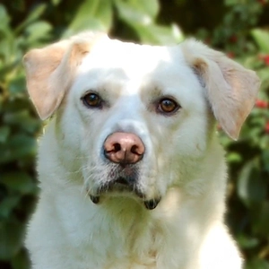 Sunny Bonani - 5 Jahre - Mix - Tierhilfe Franken e.V.