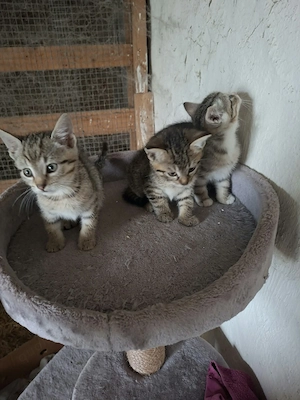 3 Katerchen suchen ein Zuhause