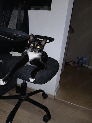 Katze drei Jahre alt abzugeben 