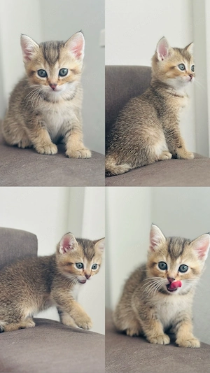 BKH mix kater kitten 