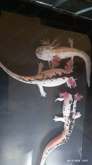 Axolotl abzugeben