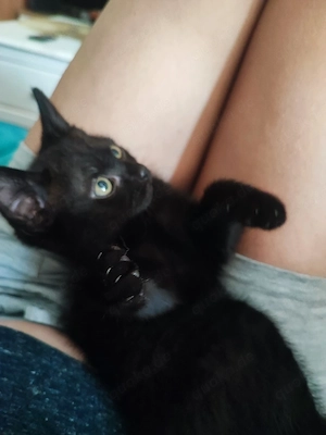 Kleiner Schatz sucht noch ein Zuhause 