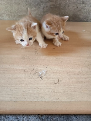 Katzen Baby zu verkaufen 