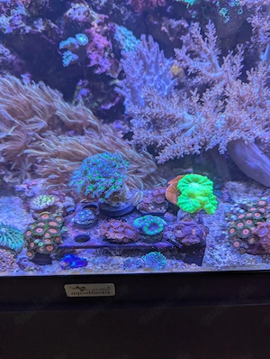 Kenyabäumchen, Krustenanemonen und Anthelia
