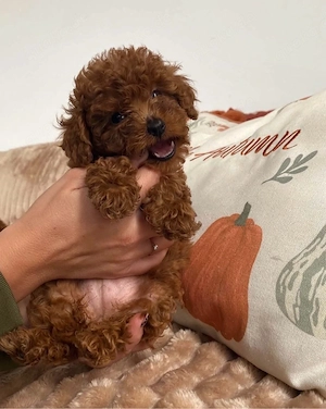 toy pudel -rüde&weibchen- toy pudel zwergpudel pomeranian maltipoo havapoo malteser 