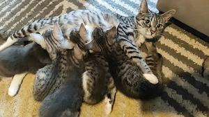 Samtpfoten suchen ein Zuhause  Ägyptische Mau mix