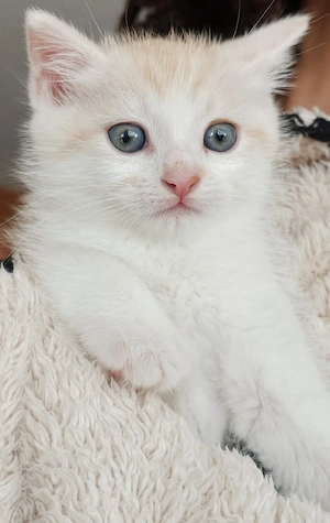 Zauberhafter kleiner Kater sucht liebevolles Zuhause     