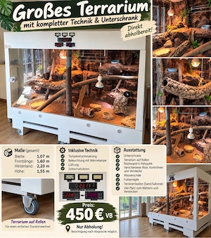 panorama Terrarium mit männliche Bartagame